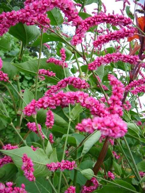 Polygonum orientale